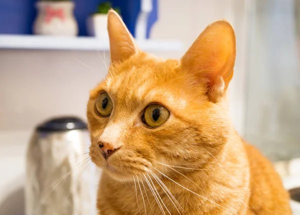 Rote Katze mit grünen Augen auf dem Küchentisch. — Stockfoto