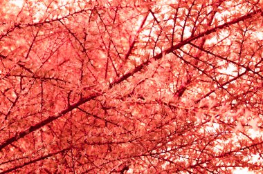 Taze karaçam ağacından yapılmış Yaşayan Mercan arka plan, kopya alanı. 2019 yılının rengi.