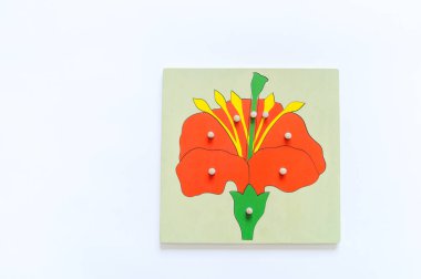 Erkek öğrenciler Montessori materyali ile biyoloji öğrenen çocuk elleri