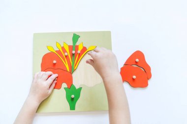 Erkek öğrenciler Montessori materyali ile biyoloji öğrenen çocuk elleri