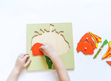 Erkek öğrenciler Montessori materyali ile biyoloji öğrenen çocuk elleri