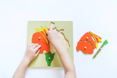Erkek öğrenciler Montessori materyali ile biyoloji öğrenen çocuk elleri