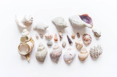 Deniz kabukları ve mercan koleksiyonu düz yatıyordu natürmort doğal malzemedir.
