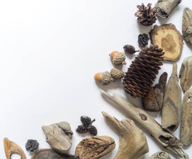 Deniz kabukları ve sopalar, yumru ve tüy mercan koleksiyonu düz yatıyordu natürmort doğal malzemedir. Kahverengi doğal renk.