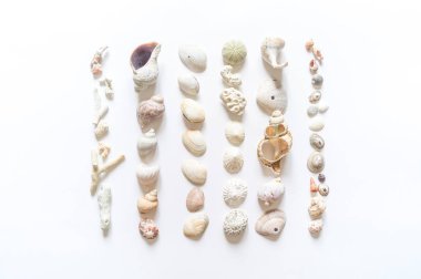 Deniz kabukları ve mercan koleksiyonu düz yatıyordu natürmort doğal malzemedir.