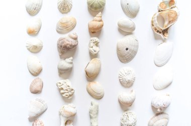 Deniz kabukları ve mercan koleksiyonu düz yatıyordu natürmort doğal malzemedir.