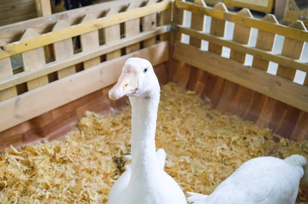 Contact Zoo. Bird goose is behind the fence.