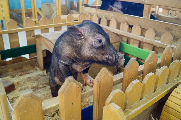 Contacta con Zoo. Animal cerdo está detrás de la valla —  Fotos de Stock