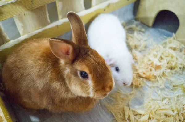 Kapcsolat Zoo. Állati tengerimalac és nyúl a kerítés mögött. — Stock Fotó