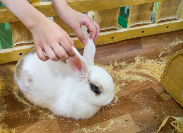 Skontaktuj się z zoo. Ręce dziecka dotrzeć do domowych zwierząt domowych. — Zdjęcie stockowe