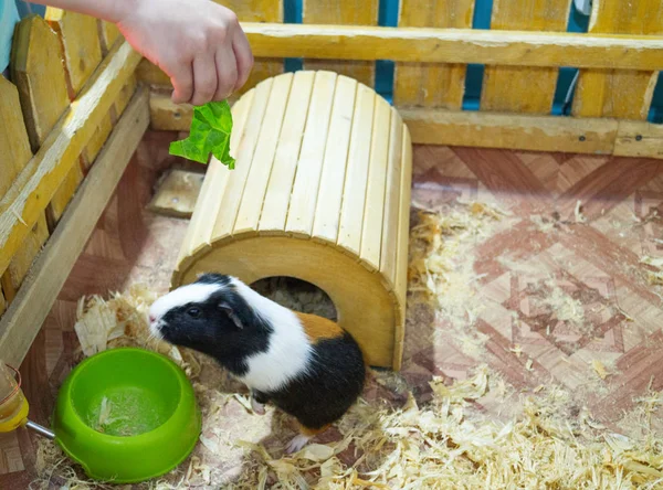 Contact Zoo. Animal guinea pig and rabbit are behind the fence.