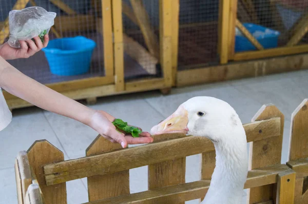 Contacta o Zoo. A criança alimenta uma folha do pássaro de alface. O ganso está por detrás da cerca. . — Fotografia de Stock