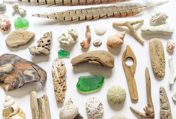 贝壳和木棍，凹凸和羽毛珊瑚收集平平平安生活是天然材料。棕色自然色. — 图库照片
