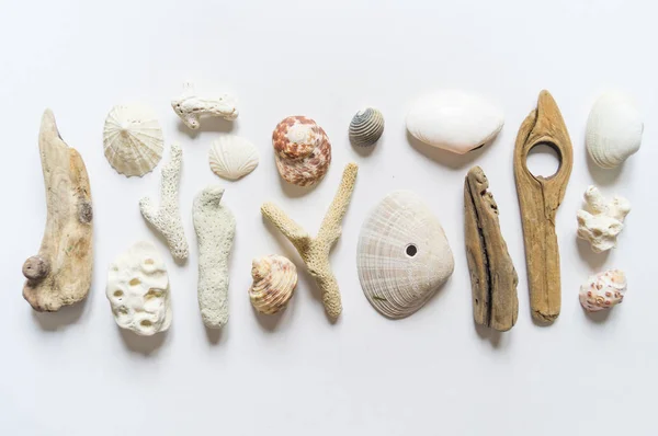 Muscheln und Stöcke, Boden- und Federkorallen, flache Stillleben sind natürliches Material. braune natürliche Farbe. — Stockfoto