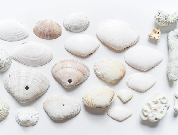 Muscheln und Korallen Sammlung flache Lagen Stillleben sind natürliches Material. — Stockfoto