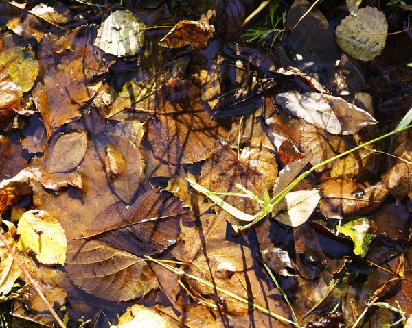 Leaf fall. Background of autumn leaves. Autumn — Stock Photo, Image