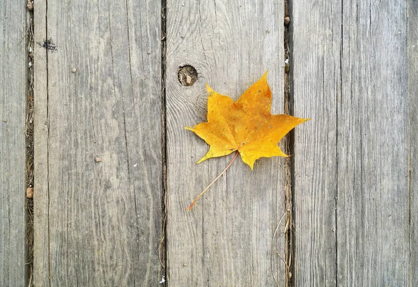 Maple leaf on a green background. Red yellow and green colors. Autumn. — Stock Photo, Image