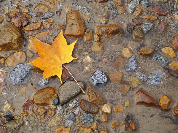 A maple leaf lies in a puddle. Wet water. Stones are orange. Maple Leaf. Orange yellow green brown. — Stock Photo, Image