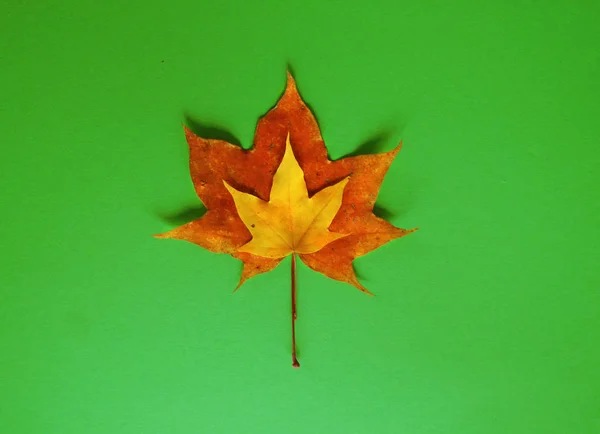 Maple leaf on a green background. Red yellow and green colors. Autumn. — Stock Photo, Image