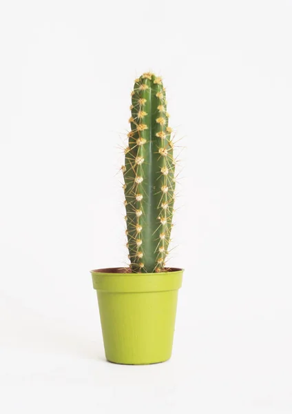 Beaucoup de cactus dans des pots colorés. Fond blanc. Décor pour chambre d'enfant. Publicité . — Photo