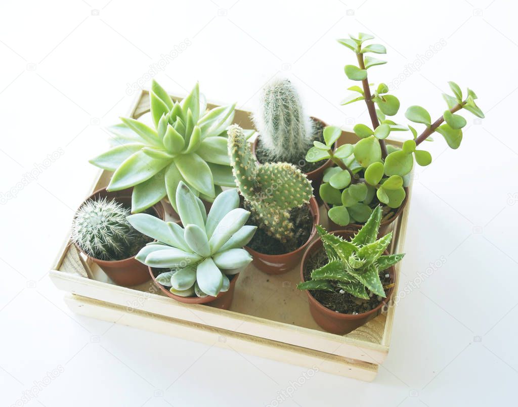 Succulents and cacti in the box. White background.