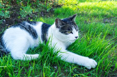Çizgili kedi sokakta yeşil çimenlerde yatıyor