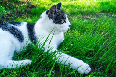 Çizgili kedi sokakta yeşil çimenlerde yatıyor
