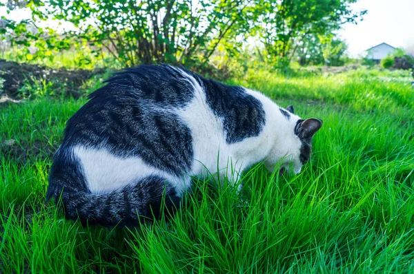 En randig katt äter grönt gräs på gatan. — Stockfoto
