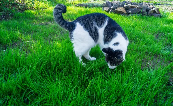 En randig katt äter grönt gräs på gatan. — Stockfoto