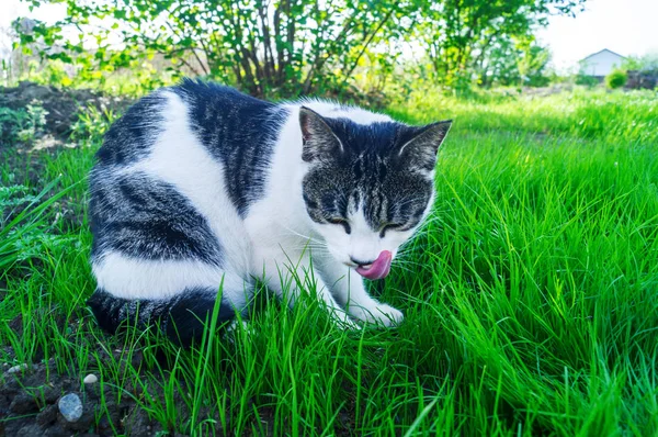 En randig katt äter grönt gräs på gatan. — Stockfoto