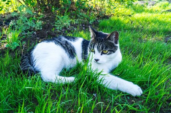 Randig katt ligger i det gröna gräset på gatan — Stockfoto