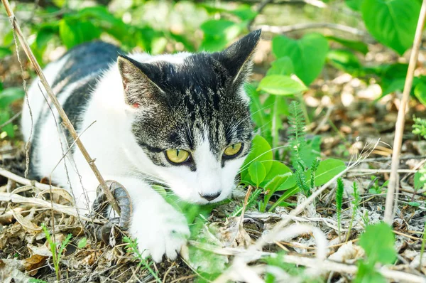 Un gatto a strisce caccia si nasconde nell'erba verde fuori . — Foto Stock