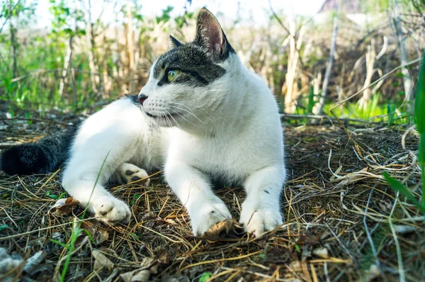 En randig katt jakt lurar i det gröna gräset utanför. — Stockfoto