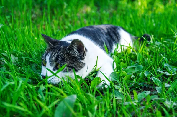 A striped cat hunting lurks in the green grass outside.
