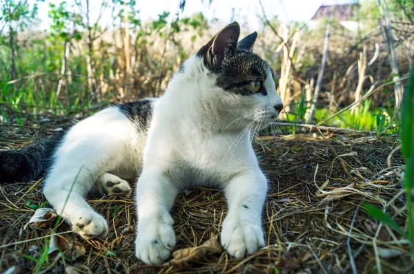Gato rayado se encuentra en la hierba verde en la calle —  Fotos de Stock