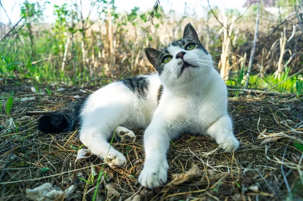 Un gato a rayas cazando acecha en la hierba verde afuera . —  Fotos de Stock