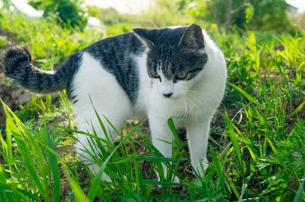 A striped cat eats green grass on the street. — Stock Photo, Image