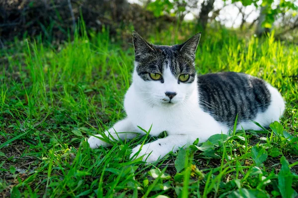 Randig katt ligger i det gröna gräset på gatan — Stockfoto