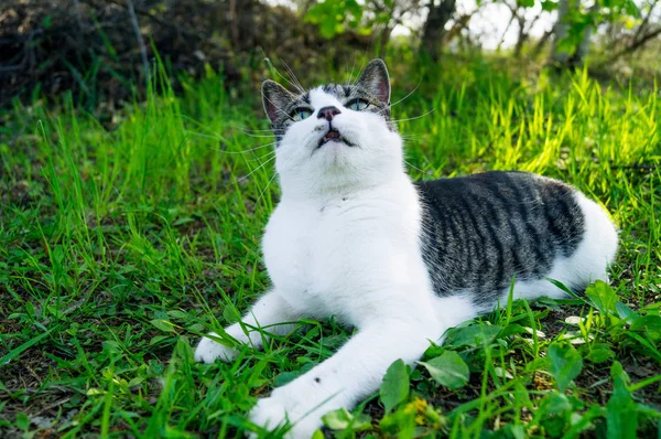 Gatto a strisce si trova nell'erba verde sulla strada — Foto Stock