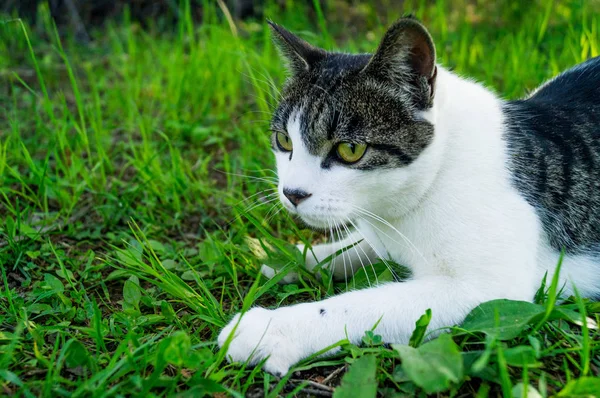 Randig katt ligger i det gröna gräset på gatan — Stockfoto