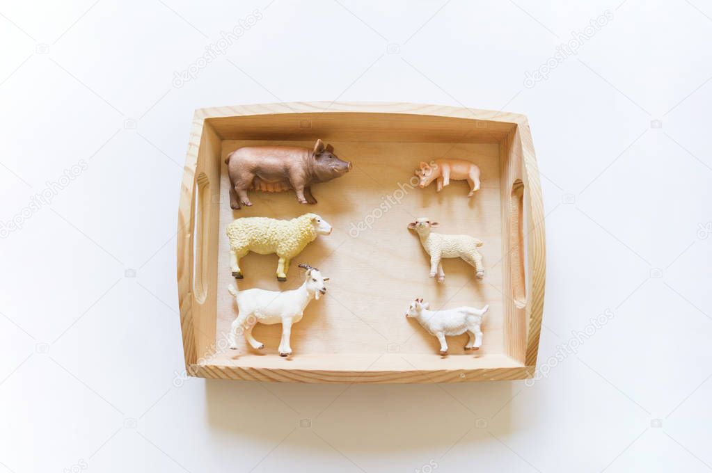 Montessori material for the study of animals.