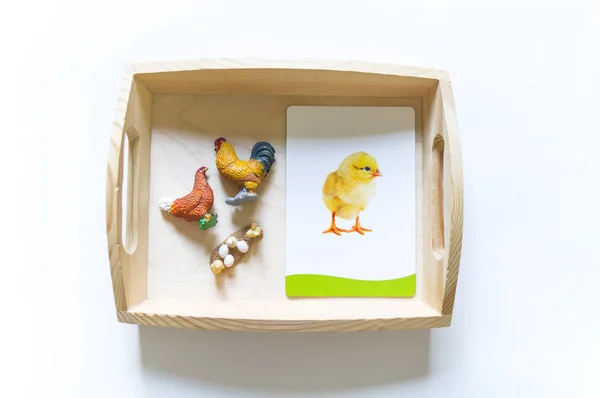 Hayvanların incelenmesi için Montessori malzeme.