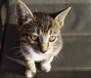 Küçük bir tekir kedi ahşap tahtalar üzerinde oturuyor. Kedi yavrusu uzanmış yatıyor.