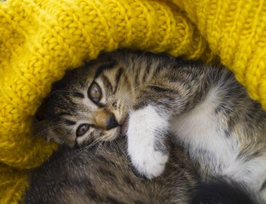 Çizgili kedi yavrusu sarı örme bir eşarp sarılır.