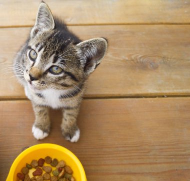 Küçük bir çizgili kedi yavrusu sarı bir kase kedi maması yiyor. Plastik plaka.