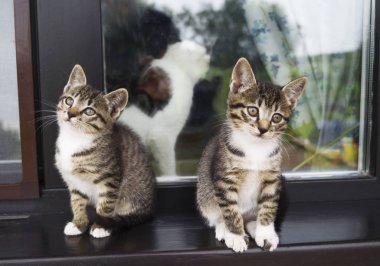 Pencere nin üzerinde iki küçük çizgili kedi yavrusu var. Avludaki evin penceresi.