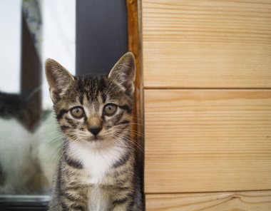 Pencere nin üzerinde iki küçük çizgili kedi yavrusu var. Avludaki evin penceresi.