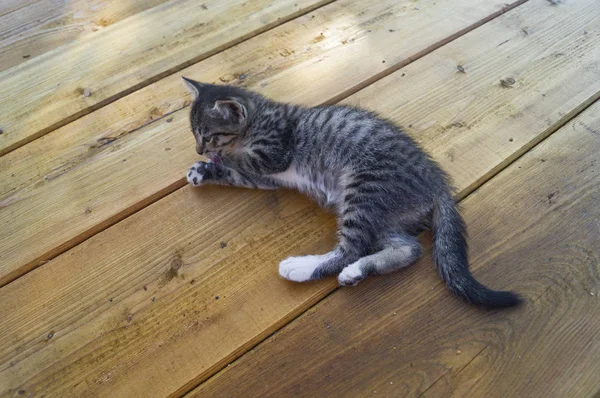 Um pequeno gato de mesa está sentado em tábuas de madeira. O gatinho está estendido . — Fotografia de Stock