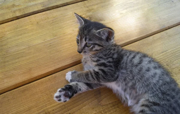 Mały Tabby kot siedzi na drewnianych deskach. Kociak leży rozciągnięty. — Zdjęcie stockowe