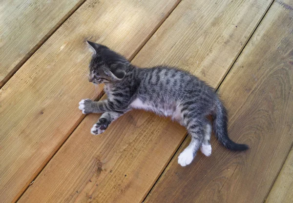 Um pequeno gato de mesa está sentado em tábuas de madeira. O gatinho está estendido . — Fotografia de Stock